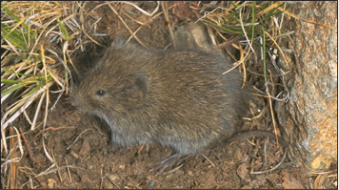 Montane vole