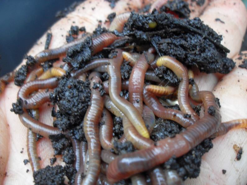 Close-up of a hand holding a clump of dark soil filled with wriggling earthworms.