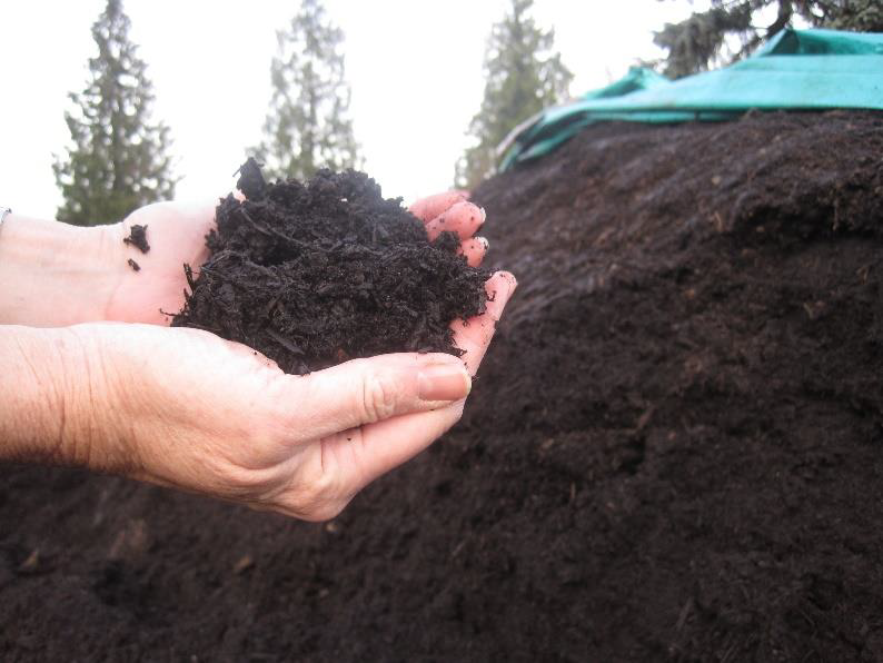 Hands holding a scoop of dark compost in front of a large covered compost pile outdoors.