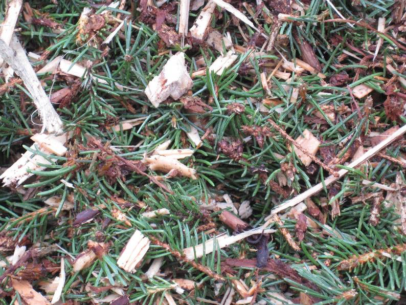 Close-up of fresh conifer needles mixed with small wood chips—green yard waste for composting.
