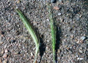 Feral rye seed heads (left) are slender, longer, and somewhat nodding compared to winter wheat seed heads (right).