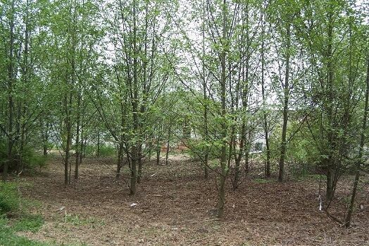 Nitrogen-fixing plants include trees, like this alder.