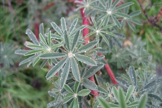 Nitrogen-fixing plants include shrubs, like tree lupine.