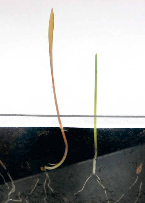 When emerging at the same time, feral rye seedlings (left) are often larger and more robust than winter wheat seedlings (right). Feral rye seedlings may also be more reddish in color than wheat seedlings.