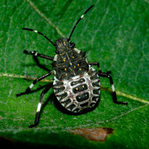 A small black-and-white spotted insect with long antennae rests on a green leaf.
