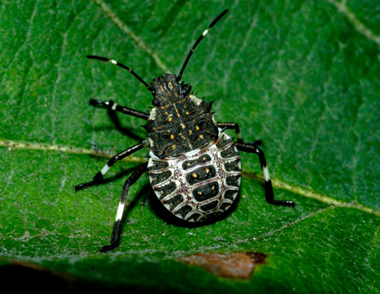 Close-up of a black and white shield-shaped insect with striped markings standing on a green leaf.