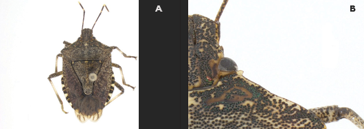 Scientific comparison image showing a mottled brown shield bug labeled ‘A’ and a magnified close-up of the insect’s head and shoulder area labeled ‘B.