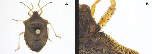 Scientific comparison image showing a brown shield bug labeled ‘A’ and a close-up view of the insect’s antenna and head labeled ‘B.’