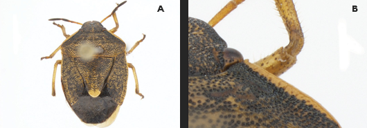 Scientific comparison image showing a brown shield-shaped insect labeled ‘A’ and a close-up detail of the insect’s eye, antenna, and textured body surface labeled ‘B.’