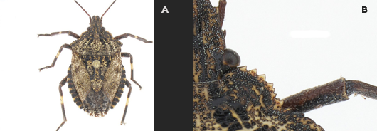 Scientific comparison image showing a speckled shield bug labeled ‘A’ and a magnified close-up of the insect’s eye, spiny edge, and leg labeled ‘B.’