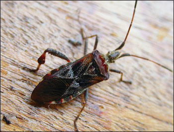 Close-up of a dark brown and reddish insect with long antennae resting on a wooden surface.