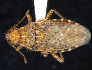 Tiny tan-colored insect with transparent patterned wings and fine hairs shown against a black background.
