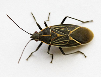 Black oval-shaped insect with thin yellow lines across its wings and long antennae resting on a white background.
