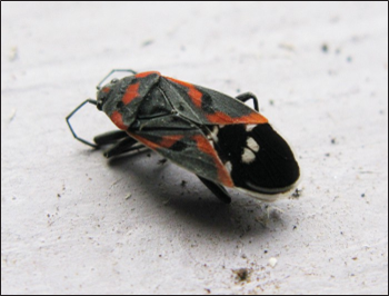 Small black insect with bright red-orange markings and a white spot on its wing resting on a light-colored surface.