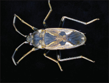 Dark blue-black insect with pale yellow markings and long legs displayed against a black background.