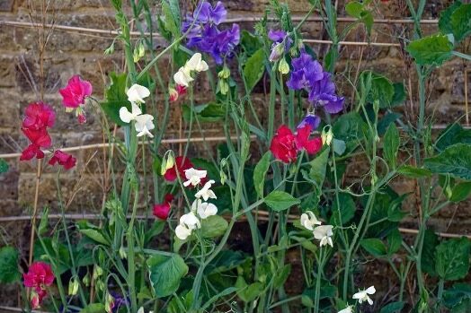 These mixed sweet peas are nitrogen fixers. Other perennial flowers can also fix nitrogen.