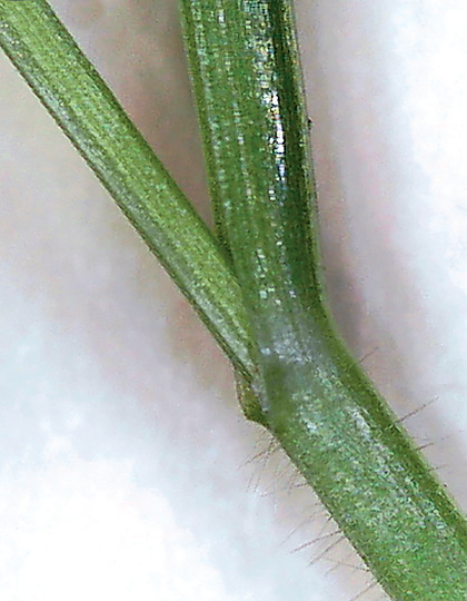 The stems of feral rye seedlings often have numerous fine hairs on the stem.