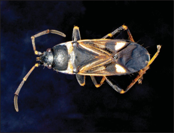 Black insect with pale yellow markings and white wing patches displayed against a dark background.