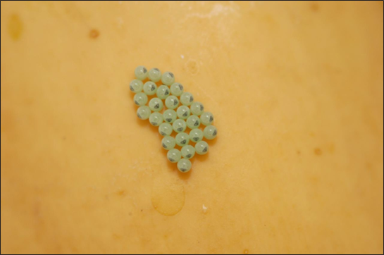 Cluster of small pale green insect eggs arranged neatly on a smooth yellow-orange surface.