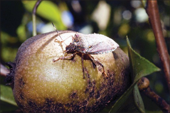 Brown shield-shaped insect resting on a damaged pear hanging from a tree branch.