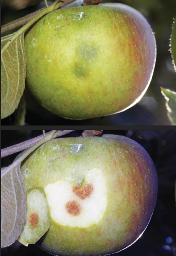Two-panel image of a green apple showing external discoloration on the top panel and internal brown spots revealed after peeling in the bottom panel.