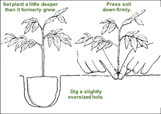 Figure demonstrating how to transplant a plant.