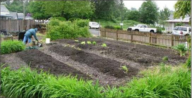 Person working in a garden.