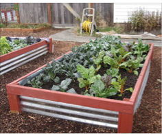 Raised garden bed with growing green vegetables.