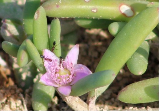 Salt-tolerant succulent with ants feeding on nectar.