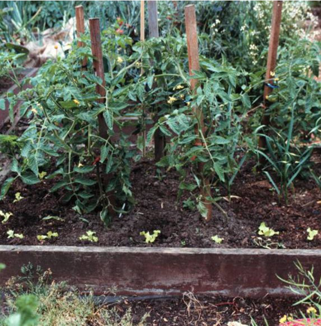 Green leafy plants growing.