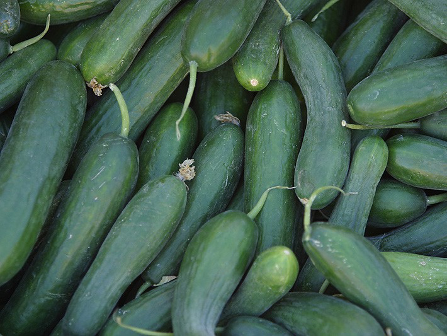 Pile of green cucumbers.