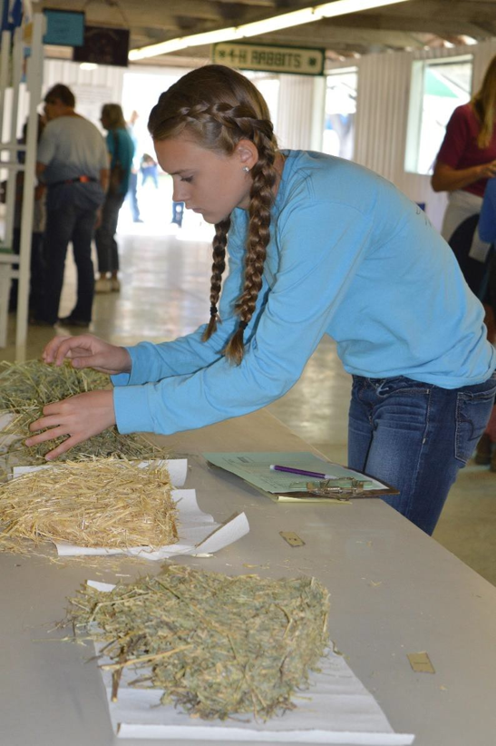 A young person examines hay samples on a table inside an agricultural exhibit hall.