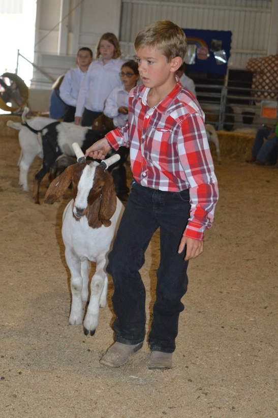 A young exhibitor in a red plaid shirt walks a brown-and-white goat in a livestock show ring.