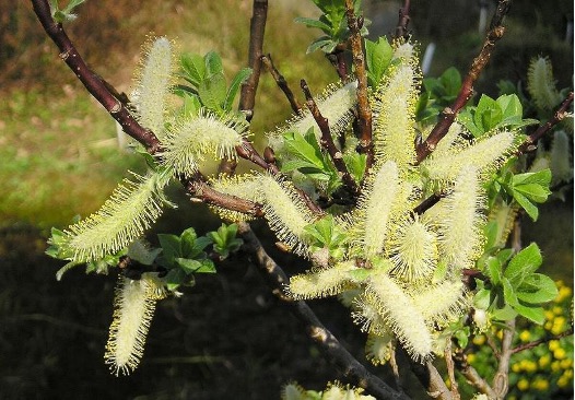Many wetland species, such as Salix hastata, are aesthetically appealing as well as useful in absorbing heavy metals. 