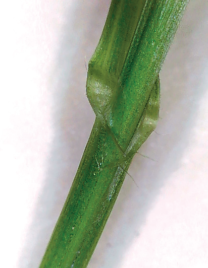 Wheat stems tend to have few or no hairs.
