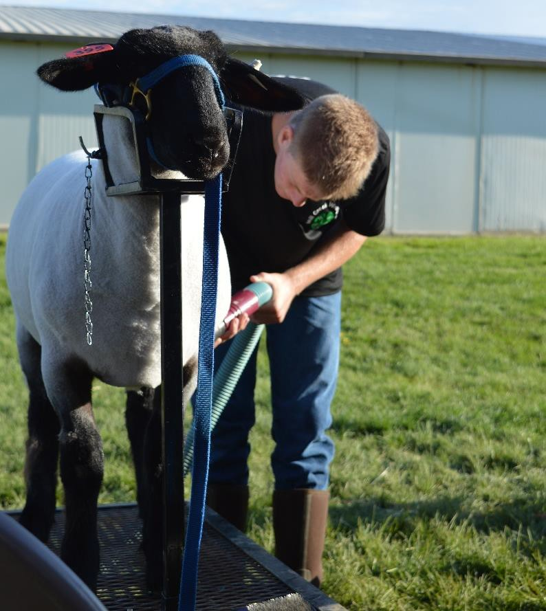 A person rinses a sheep secured on a grooming stand outdoors near a barn.