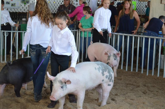 Young exhibitors guide pigs around a livestock show ring while other participants and spectators stand nearby.