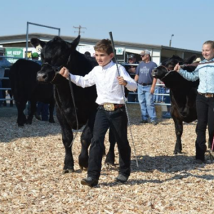 Two young exhibitors lead black cattle through an outdoor livestock show ring.