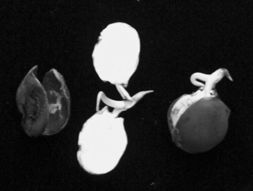A close-up view of several sprouting seeds against a dark background.