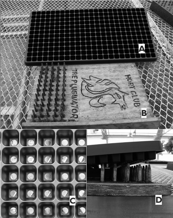 A seed germination setup with a cell tray, labeled wooden platform, and close-up views of seeds placed in tray cells.