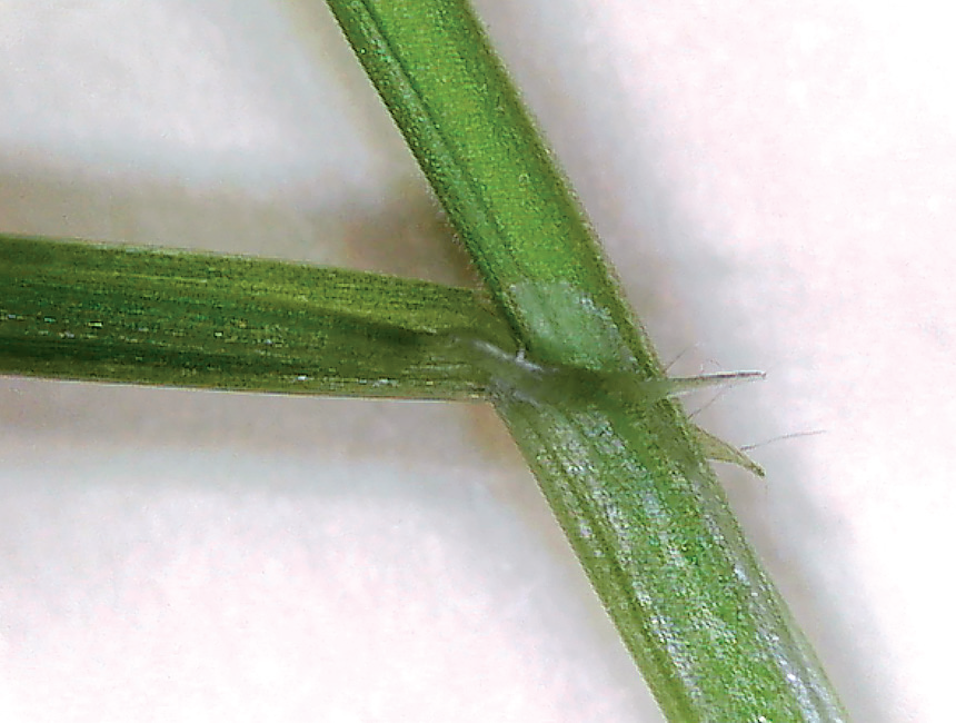 Winter wheat seedlings have sharply curved auricles that, while present early in feral rye, often wither and are hard to see.