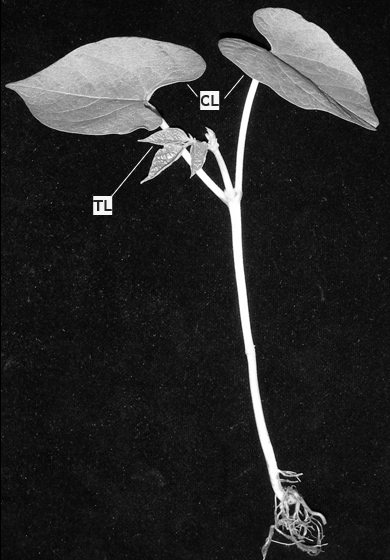 A young bean plant with roots, stem, seed leaves, and true leaves labeled against a dark background.