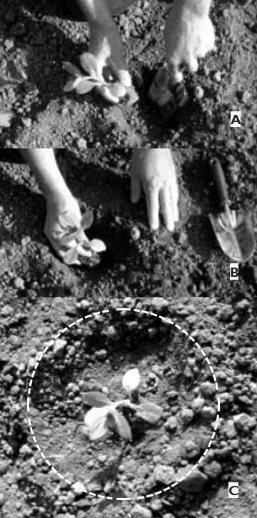 A three-panel demonstration shows hands placing a seedling into soil and firming the soil around the newly planted seedling.