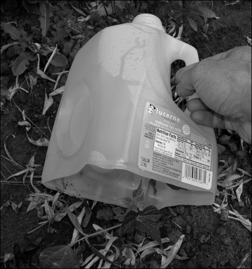 A hand places a cut plastic milk jug over a small seedling to protect it in a garden bed.
