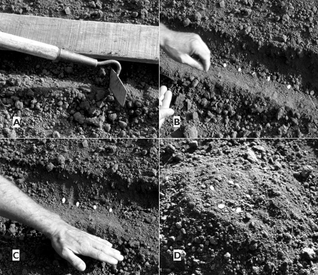 A four-panel demonstration shows a hoe making a planting furrow, seeds being placed in the furrow, soil being pressed over the seeds, and the finished planted row.