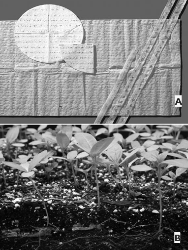 A two-panel demonstration shows seed tape made from paper with evenly spaced seeds and seedlings growing in soil below.