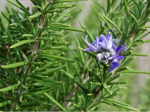 A close-up of rosemary.