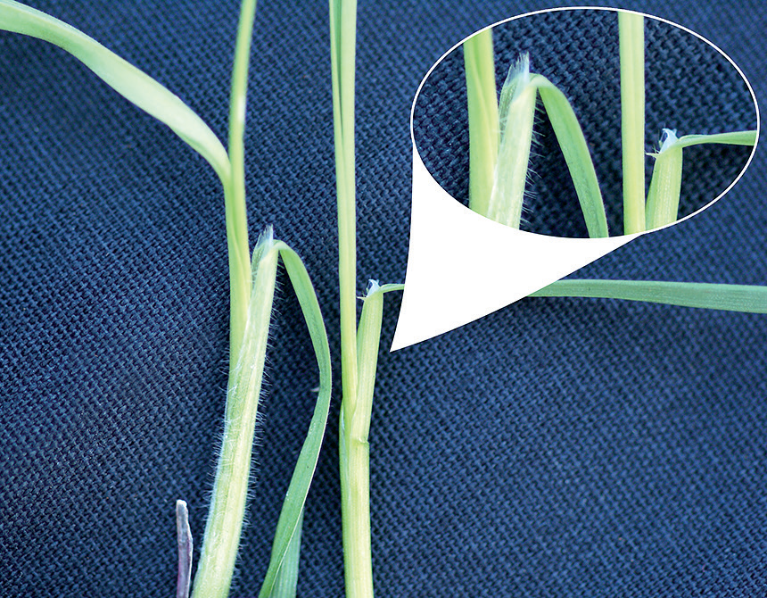 The ligule of feral rye (left) is membranous, whereas in wheat (right) the membranous ligule is fringed with minute hairs.