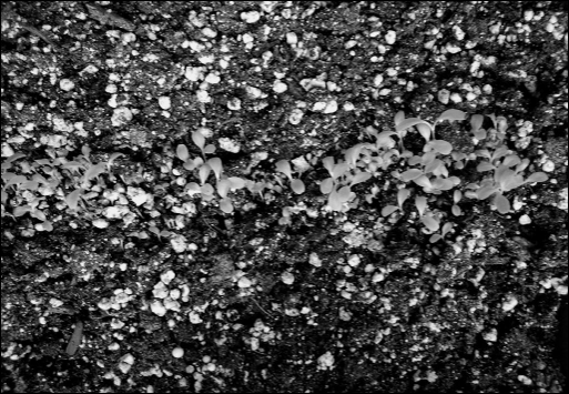 Small seedlings sprout in a row from dark potting soil mixed with white perlite.