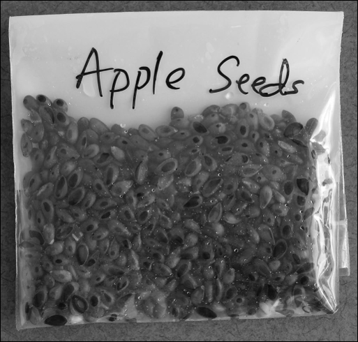 A plastic bag labeled “Apple Seeds” filled with many wet apple seeds.